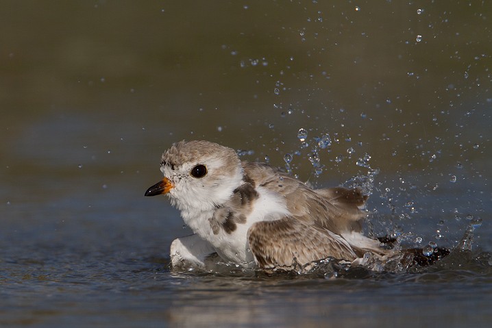 Gelbfu-Regenpfeifer Charadrius melodus Piping Plover